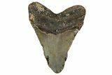 Fossil Megalodon Tooth - North Carolina #358910-2